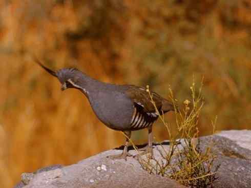 凤凰:传说中的鸟原型探秘(大眼斑雉) 凤凰:传说中的鸟原型探秘(大眼斑雉)