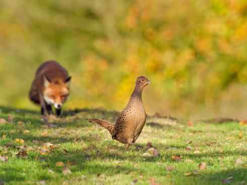 犬科：狐亚科狐属