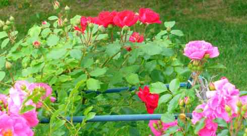 美国鸟类摄影——北美红雀