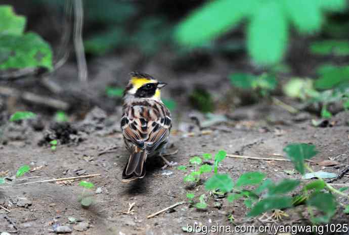 雄性黄喉鹀(3) 雄性黄喉鹀(3)