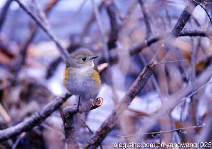 雌性红胁蓝尾鸲(33) 雌性红胁蓝尾鸲(33)