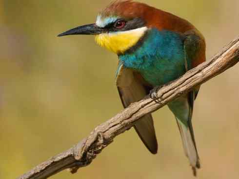 绝色攀禽：佛法僧目之蜂虎3