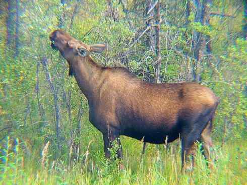 麒麟：传说的兽原型探秘（驼鹿）