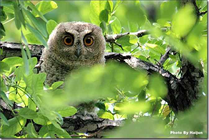  点击图片或使用键盘← →翻页