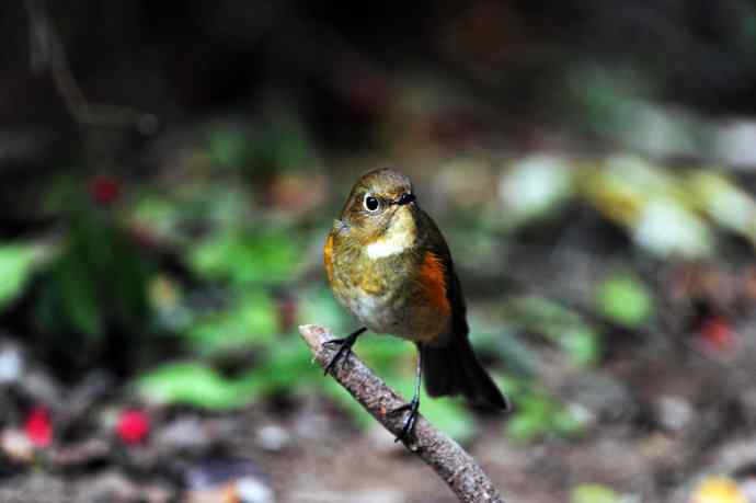 雌性红胁蓝尾鸲(6) 雌性红胁蓝尾鸲(6)