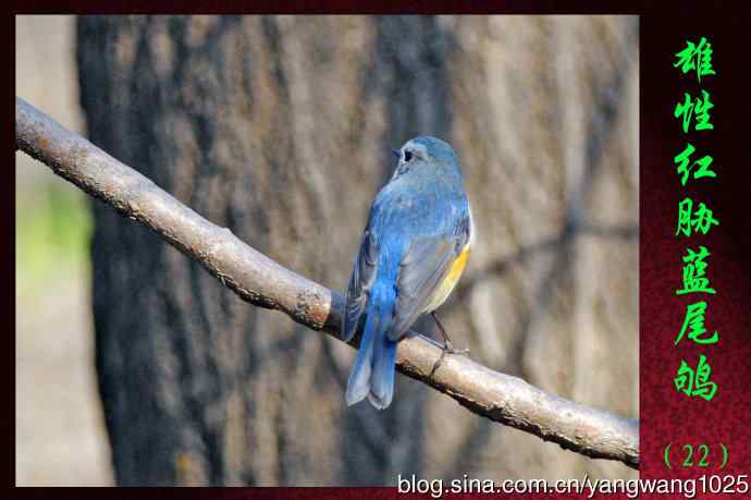 北京天坛公园的鸟类——雄性红胁蓝尾鸲（22）