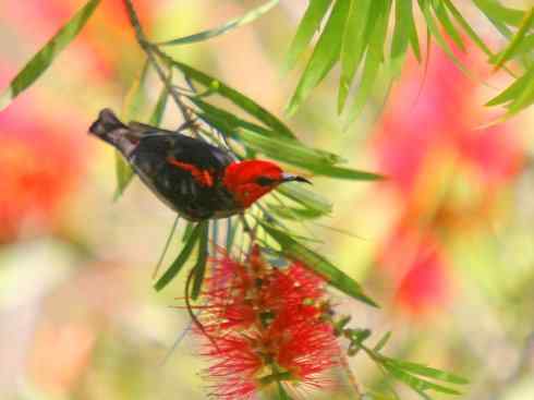 极品红色鸟类：绯红摄蜜鸟