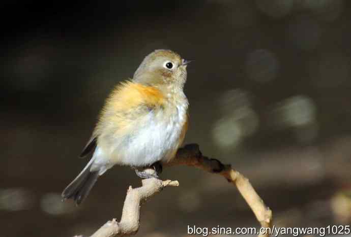 阳光下的红肋蓝尾鸲 wbr wbr1