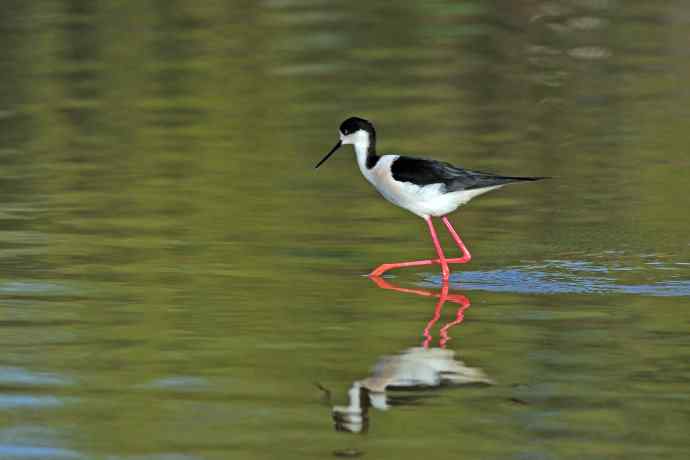 黑翅长脚鹬（3）