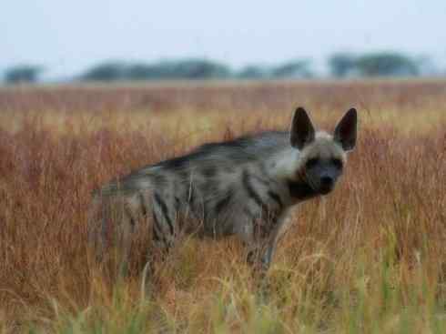 狈：传说的兽原型探秘（鬣狗）