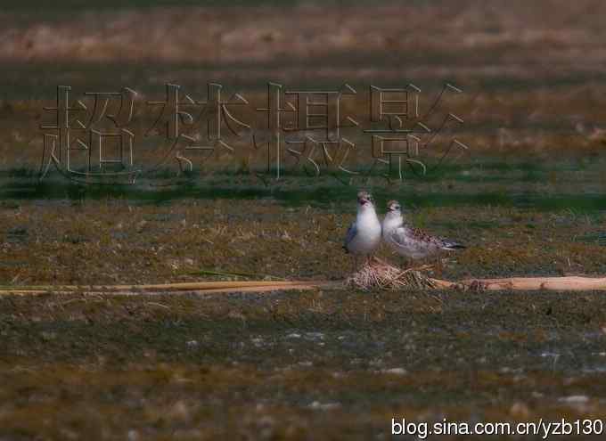 这世界，我来了！任凭风暴漩涡鈥︹Γㄗ橥迹25张图片）