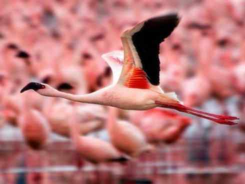 极品红色鸟类:火烈鸟 极品红色鸟类:火烈鸟