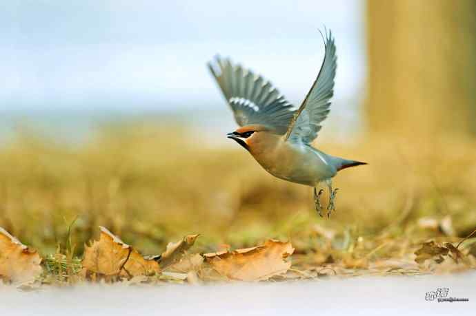 平安夜前再拍太平鸟