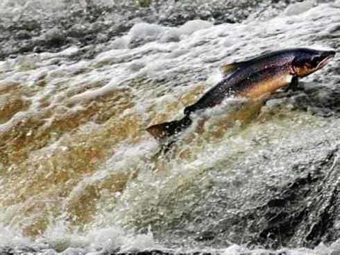 自然奇观:动物大迁徙(大马哈鱼) 自然奇观:动物大迁徙(大马哈鱼)