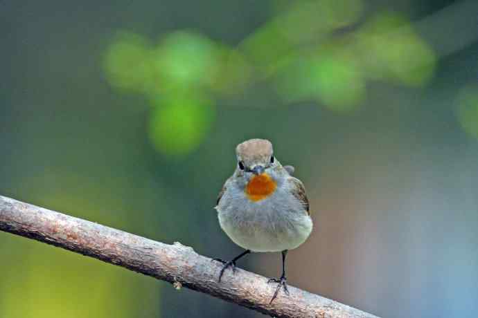 雄性红喉姬鹟(9) 雄性红喉姬鹟(9)