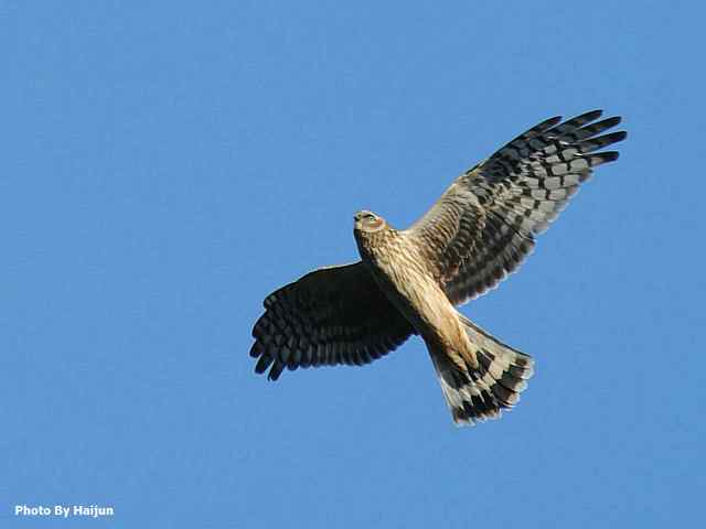 厚道的白尾鹞可以有