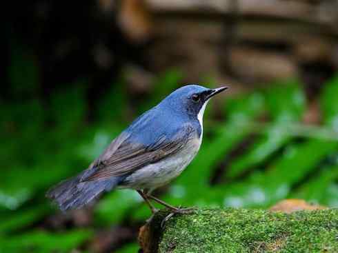 美丽无罪：雀鸟之溪鸲