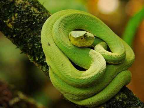 龙：传说的兽原型探秘（响尾蛇类）