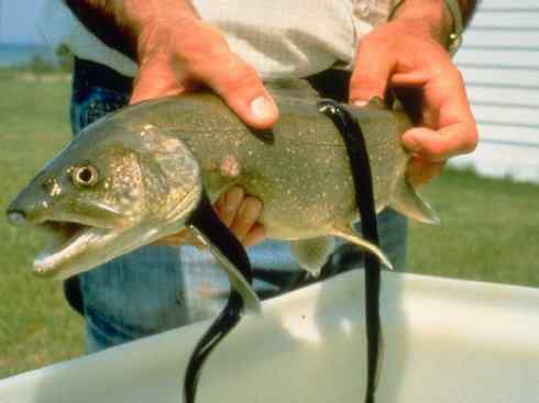 鱼类活化石：七鳃鳗