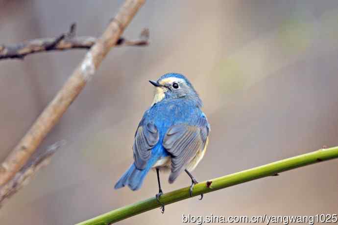 雄性红胁蓝尾鸲(25) 雄性红胁蓝尾鸲(25)
