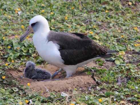 奇特的盔：雪海燕