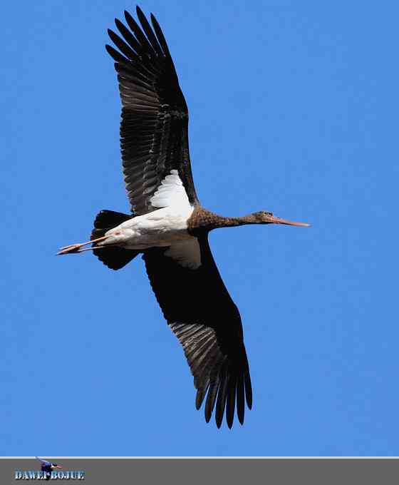 蓝天鹳影