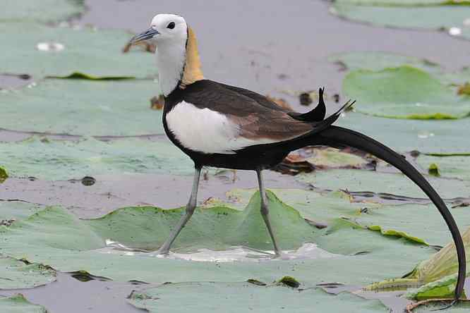 衡水湖印象(水稚)