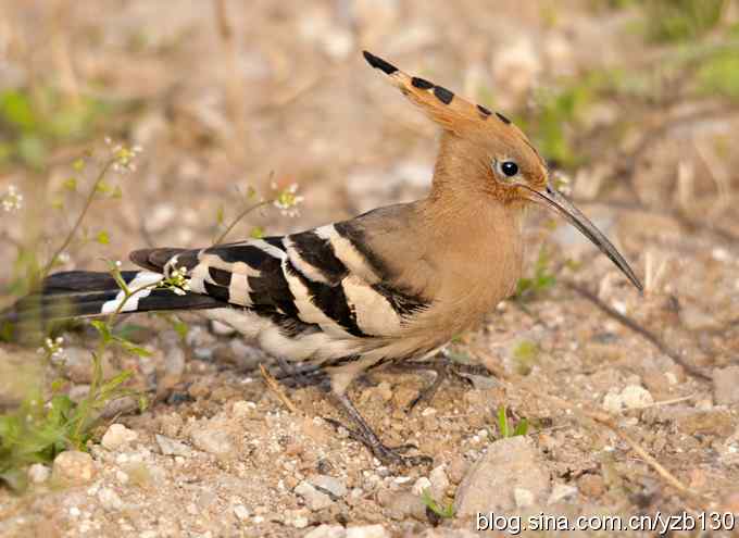 华阴戴胜弄风姿（组图）