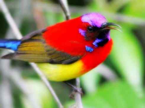 美丽无罪：雀鸟之太阳鸟