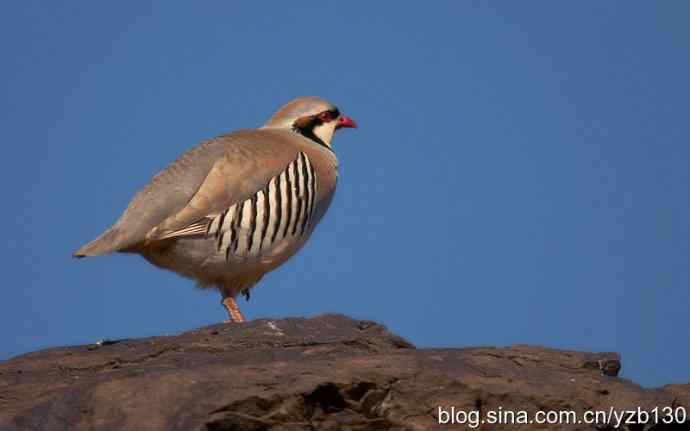 搂草打兔子（组图，15张图片）