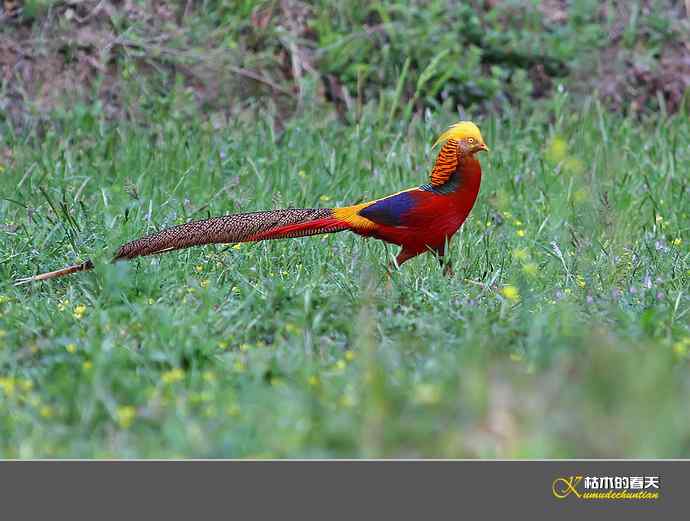 凤凰传说鈥斺敽旄菇跫