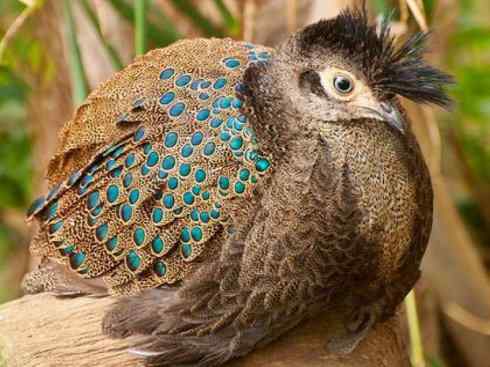 凤凰：传说中的鸟原型探秘（孔雀雉）