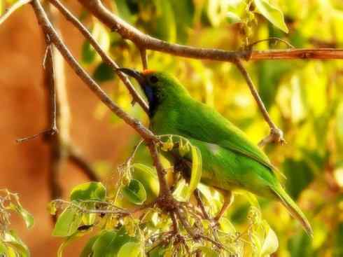 美丽无罪：雀鸟之叶鹎