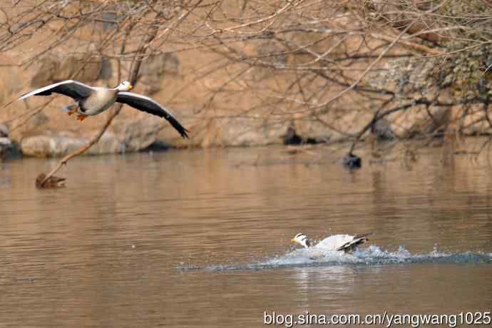 斑头雁(抓拍)11 斑头雁(抓拍)11