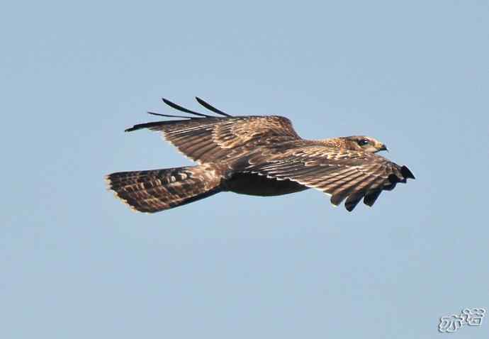 北京西山&nbsp;wbr路&nbsp;wbr黑耳鸢