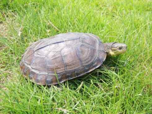 玄武:传说的兽原型探秘(潮龟) 玄武:传说的兽原型探秘(潮龟)