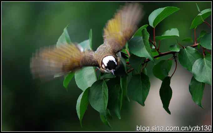 金海湖的鸟(2)鈥斺敯淄肺蹋ㄗ橥迹 金海湖的鸟(2)鈥斺敯淄肺蹋ㄗ橥迹