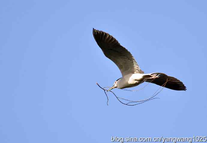 北京动物园的鸟类——飞（夜鹭）17