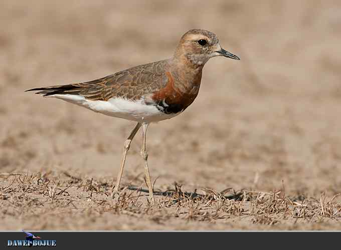 东方鸻小憩野鸭湖