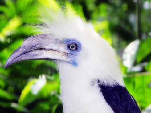 奇特的盔：盔犀鸟