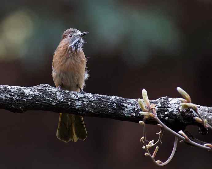 满嘴花粉的绿翅短脚鹎