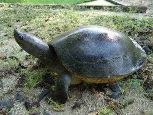 玄武:传说的兽原型探秘(潮龟) 玄武:传说的兽原型探秘(潮龟)