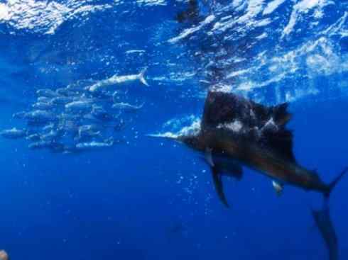 自然奇观:动物大迁徙(沙丁鱼) 自然奇观:动物大迁徙(沙丁鱼)