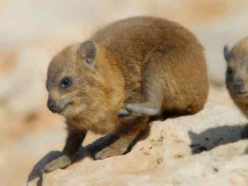 动物世界：山寨还是原创之十