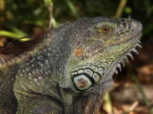 自然奇观：动物大迁徙(绿鬣蜥）