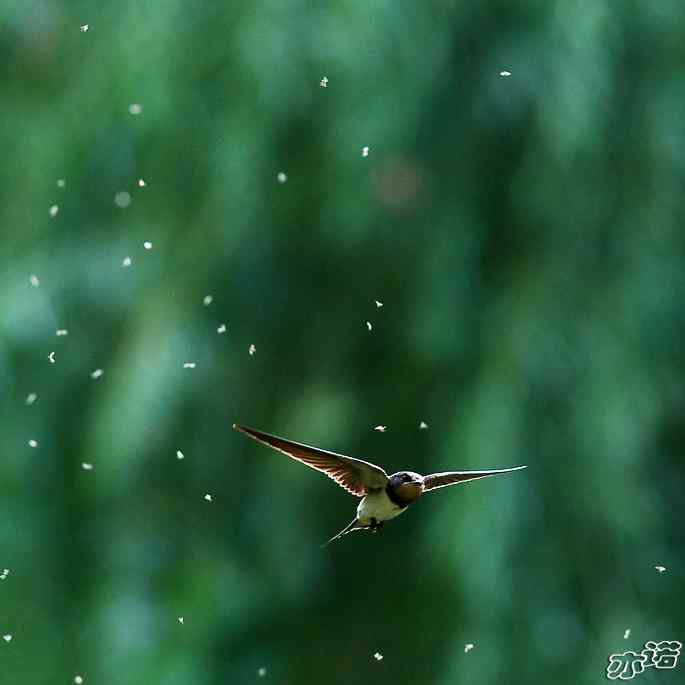 圆明园拍鸟——燕子抓蚊虫