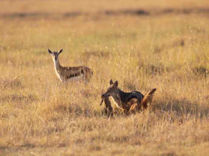 犬科：犬亚科犬属之金豺、黑背豺（胡狼类）