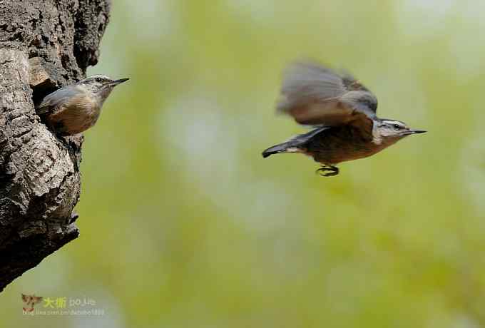 黑头鳾：放飞春天