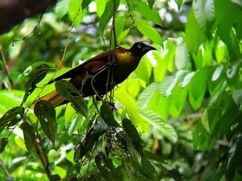 奇特的盔：拟椋鸟