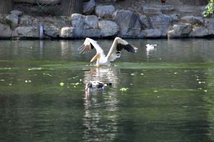 再拍鹈鹕 wbr wbr13